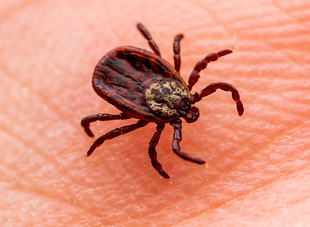 Borelioza | Komora Tlenowa Radom | Skuteczna Terapia