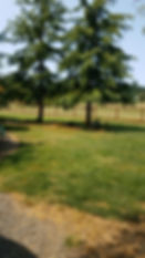 home, sweet home, oregon, AKC, mini aussies, happy life, happy dogs, pleasant valley, plenty of room