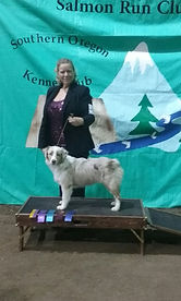 AKC, Southern Oregon, Kennel Club Major, 2016