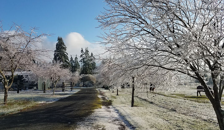 home, sweet home, oregon, AKC, mini aussies, happy life, happy dogs, winter, farmland, clear roads