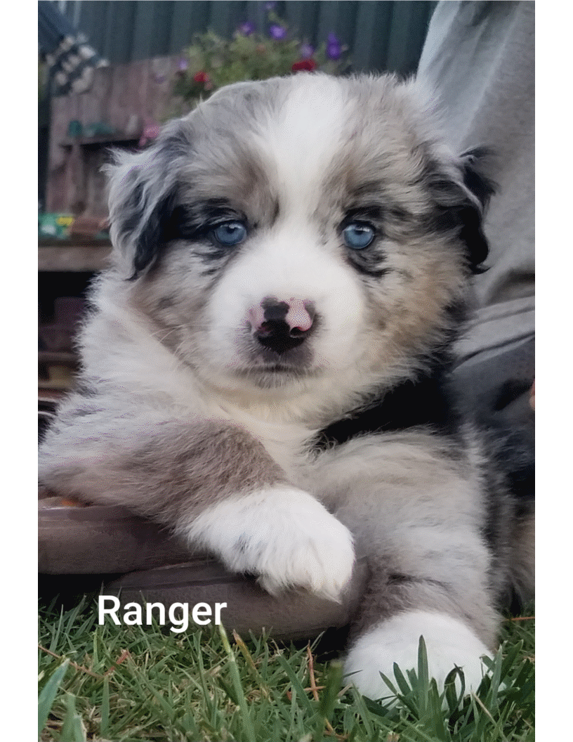 Ranger2.gif