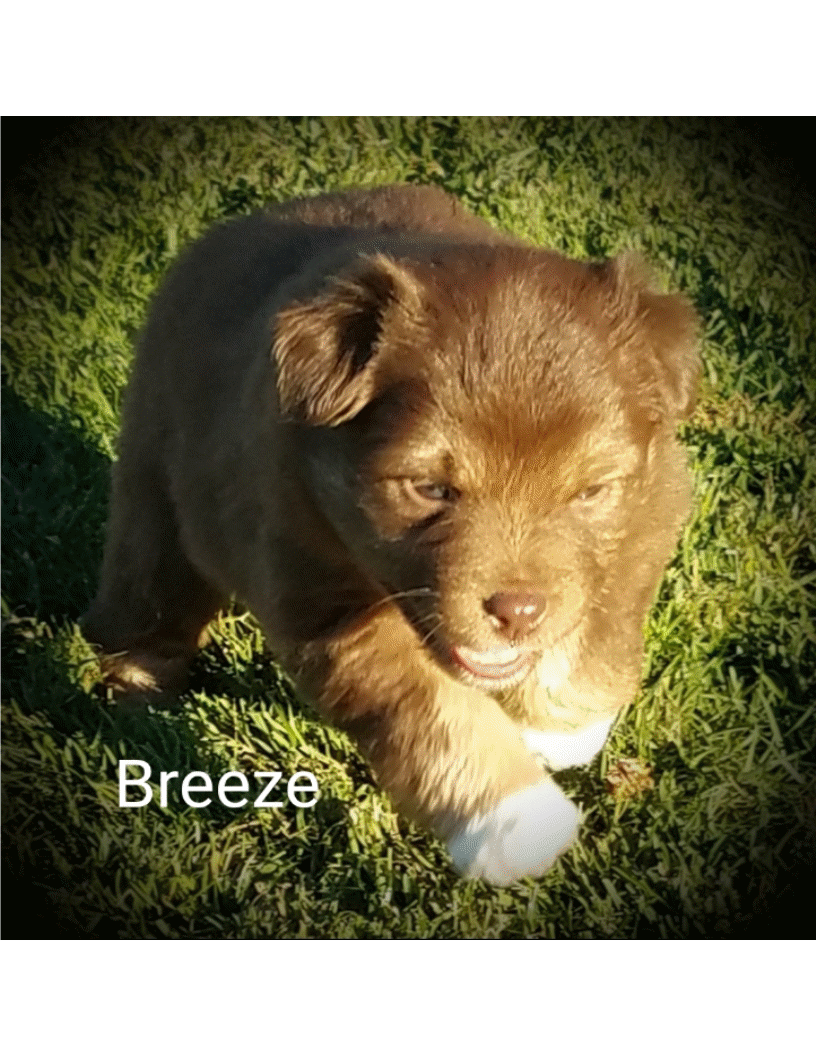 breeze1.gif