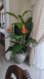 IMG-20220729-WA0245