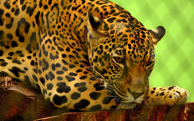 jaguar_predator_lying_muzzle_117355_3840