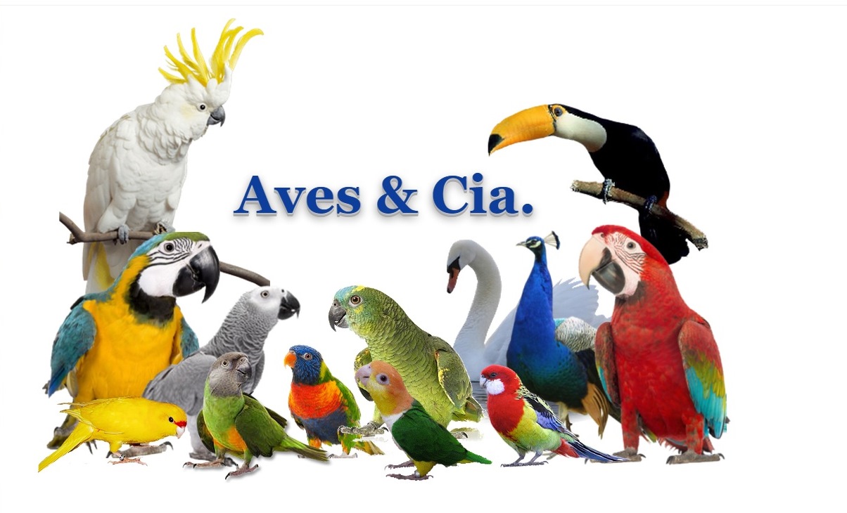 Criadores De Papagaios Autorizados Pelo Ibama