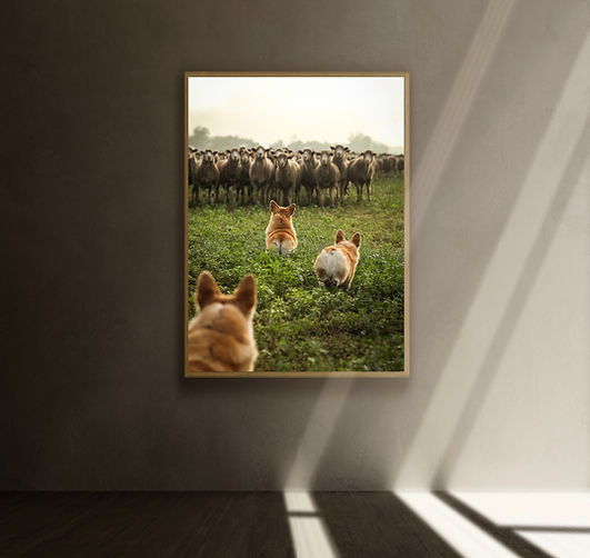 corgi.jpg