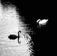 Black and white swans forming a yin yang pattern on water, symbolizing balance and polarity in nature