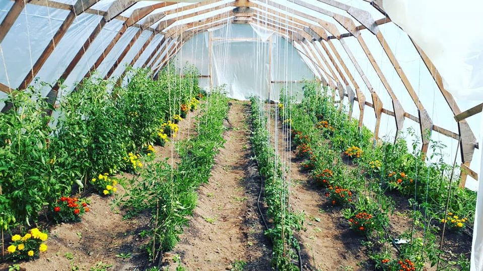 greenhouse