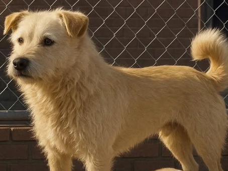 El Liderazgo del Rey: ¿Qué podemos aprender del perrito King Charles?