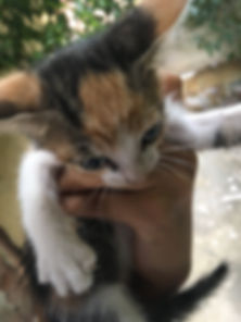 kedi sahiplendirme ilanları