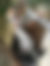 sahiplendirme için kedi ilanlari gösteren ikinci küçük fotoğraf