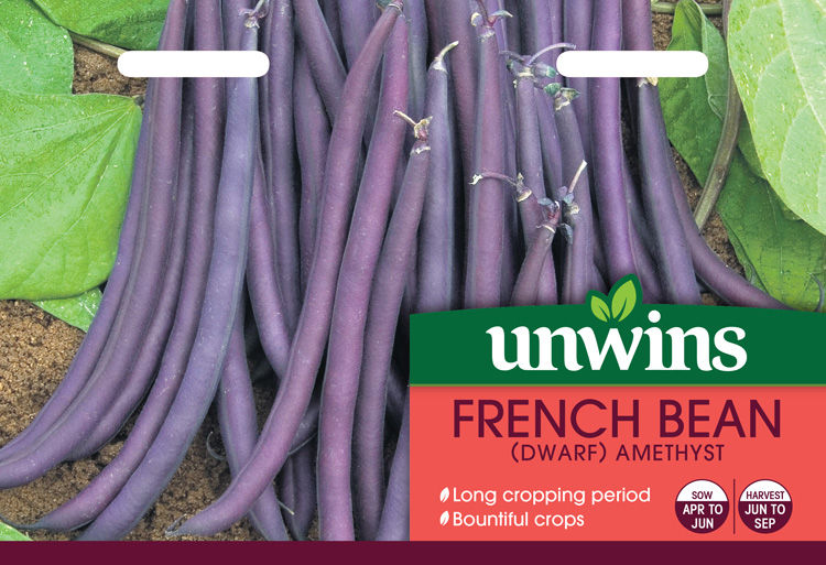 Unwins French Bean (Dwarf) Amethyst - Approx 50 Seeds