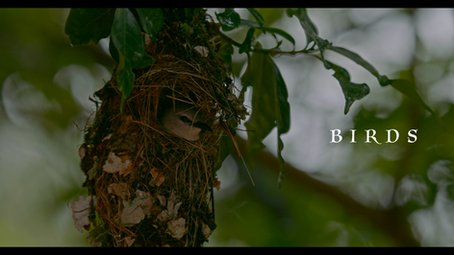 A Glimpse Into The Wild Wonders Of Birds Through A Wildlife Documentary