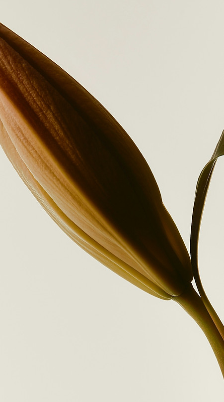 Een macrofoto van een gesloten lelieknop met warme aardetinten, vergezeld door een gebogen blad, tegen een minimalistische, l