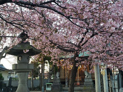 江田鏡神社の河津桜が満開へ。新型肺炎対策に全力を!