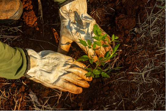 Equipe do Mater Natura em campo, plantando uma muda/Crédito Márcio Sanches