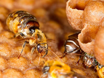 Abelhas amazônicas se tornam primeiros insetos do mundo a terem direitos reconhecidos por lei