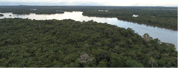 O Brasil reduziu o total de perdas florestais em 42,4%, sendo que perda de florestas primárias por motivos não associados a incêndios atingiu o menor nível já registrado. A perda florestal ao redor do planeta diminuiu, impulsionada principalmente pelo Brasil — mas o total ainda permanece elevado à medida que os incêndios representam uma ameaça crescente, segundo análise anual do Global Forest Watch, do WRI