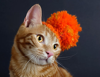 Politique animaux domestiques