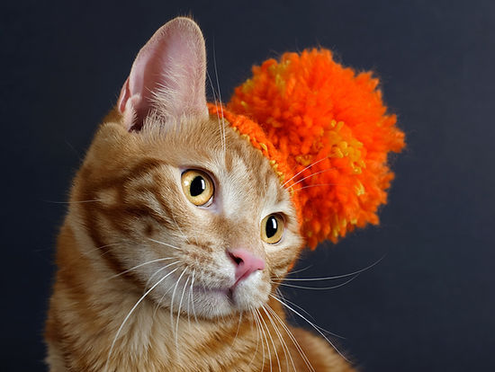 Cat with a Hat