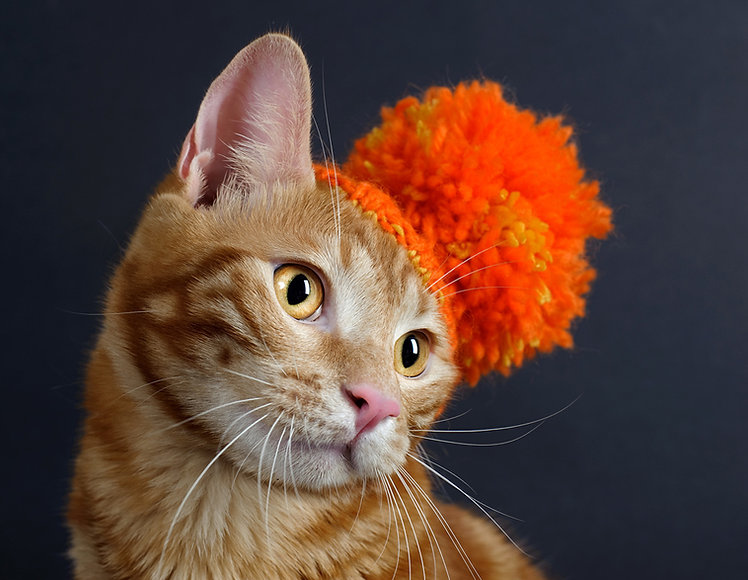 Cat with a Hat