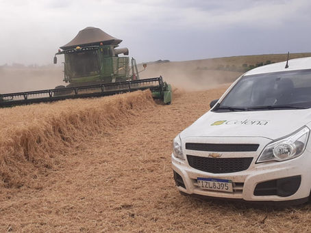 Colheitas de trigo – Rio Grande do Sul