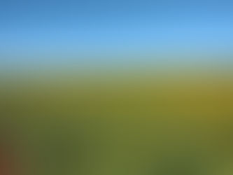 Cultivo de girassol no Brasil