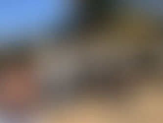 Start nas colheitas de canola no Cerrado