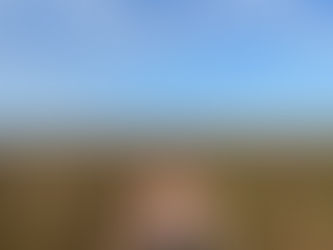 Colheitas de girassol na Chapada do Parecis