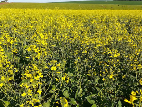 Cultivo de canola movimenta a cadeia da apicultura