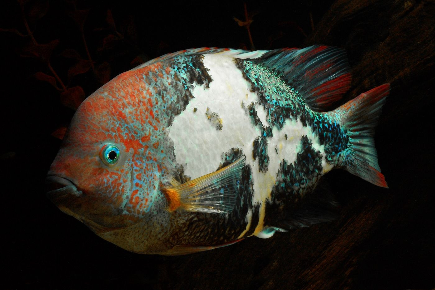 Marbled Fenestratus