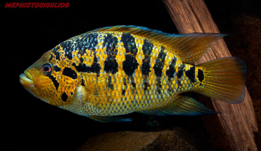 Parachromis Friedrichsthalii