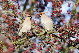 waxwing.jpeg