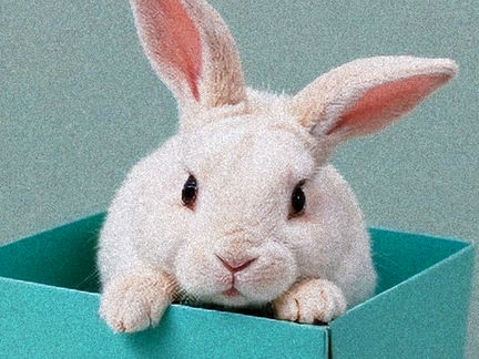 Put The Bunny In The Box