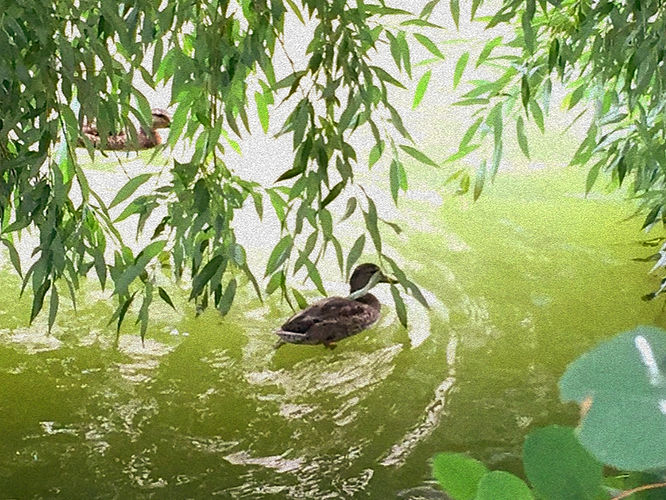 gretchen schauffler blog-green with plenty.jpg