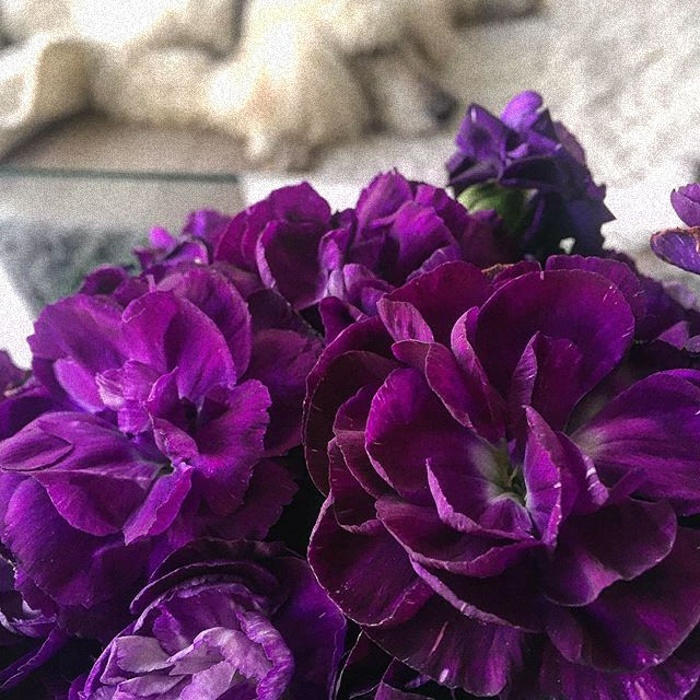 Purple Reign
