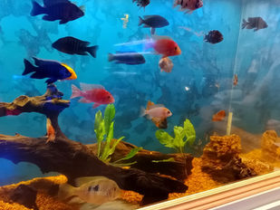 Exotic Aquatics changes hands again