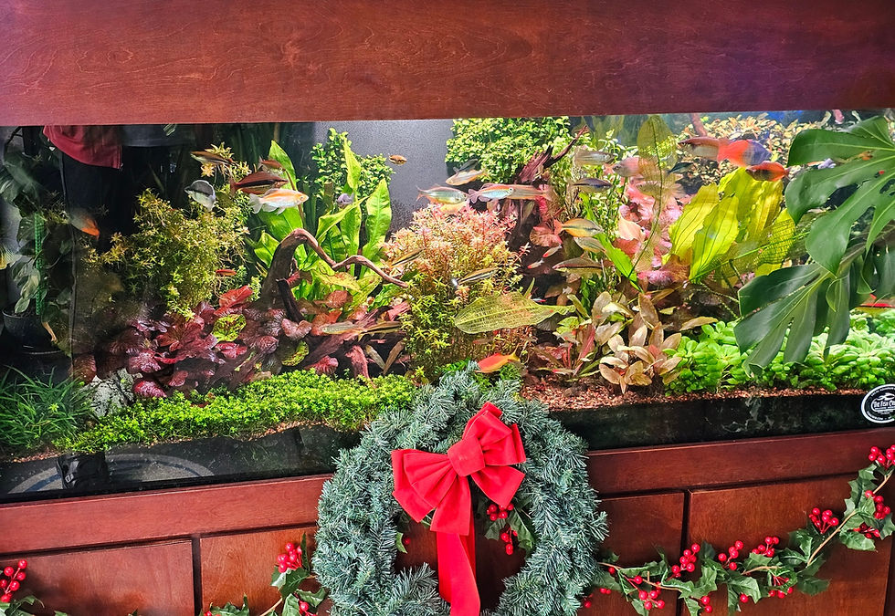 The Fish Crew Christmas 2025