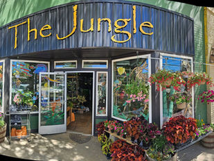 Welcome to the Jungle
