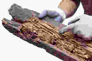 Termite damage to wood