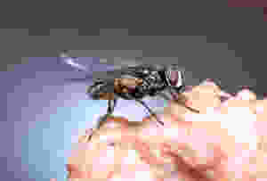 Housefly on food