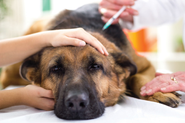 Sick dog at vet image