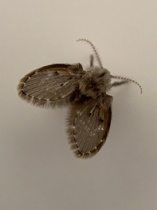 Drain fly