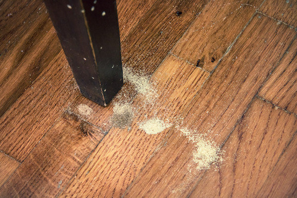 Furniture beetle damage