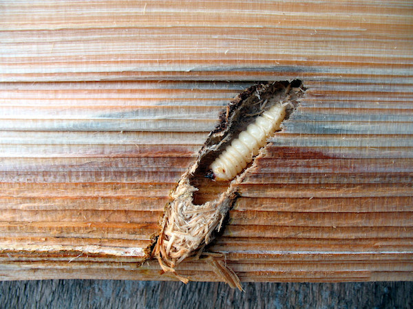Wood borer near exit hole