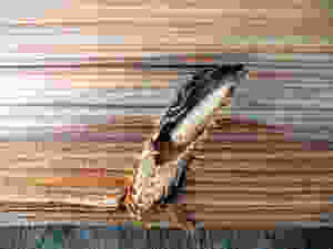 Wood borer near exit hole