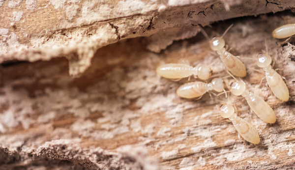 Worker termites on wood