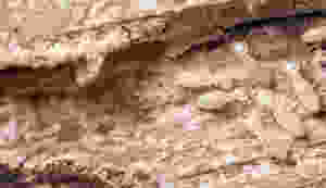 Worker termites on wood