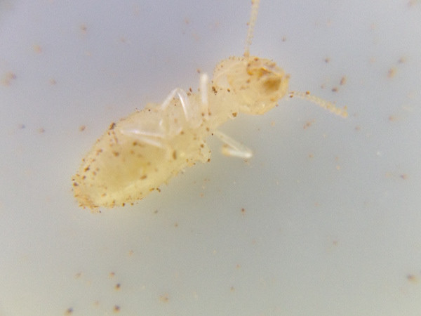 Dead worker termite image