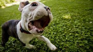 Why does my dog bark and how to stop it.